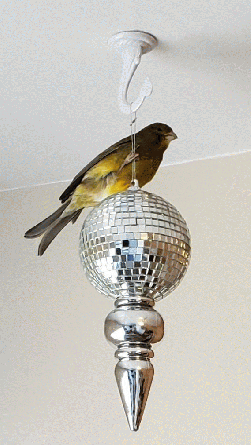 Finch/Canary